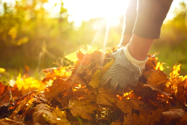 Autumn Leaf Clean-Up