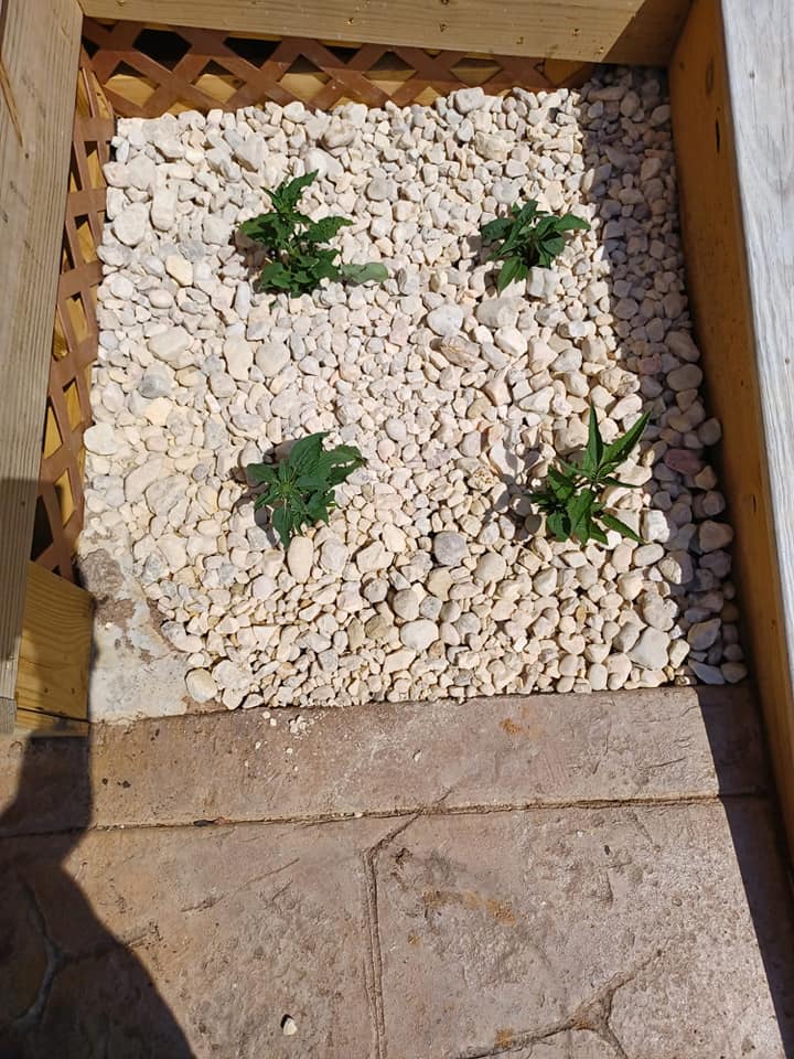img1