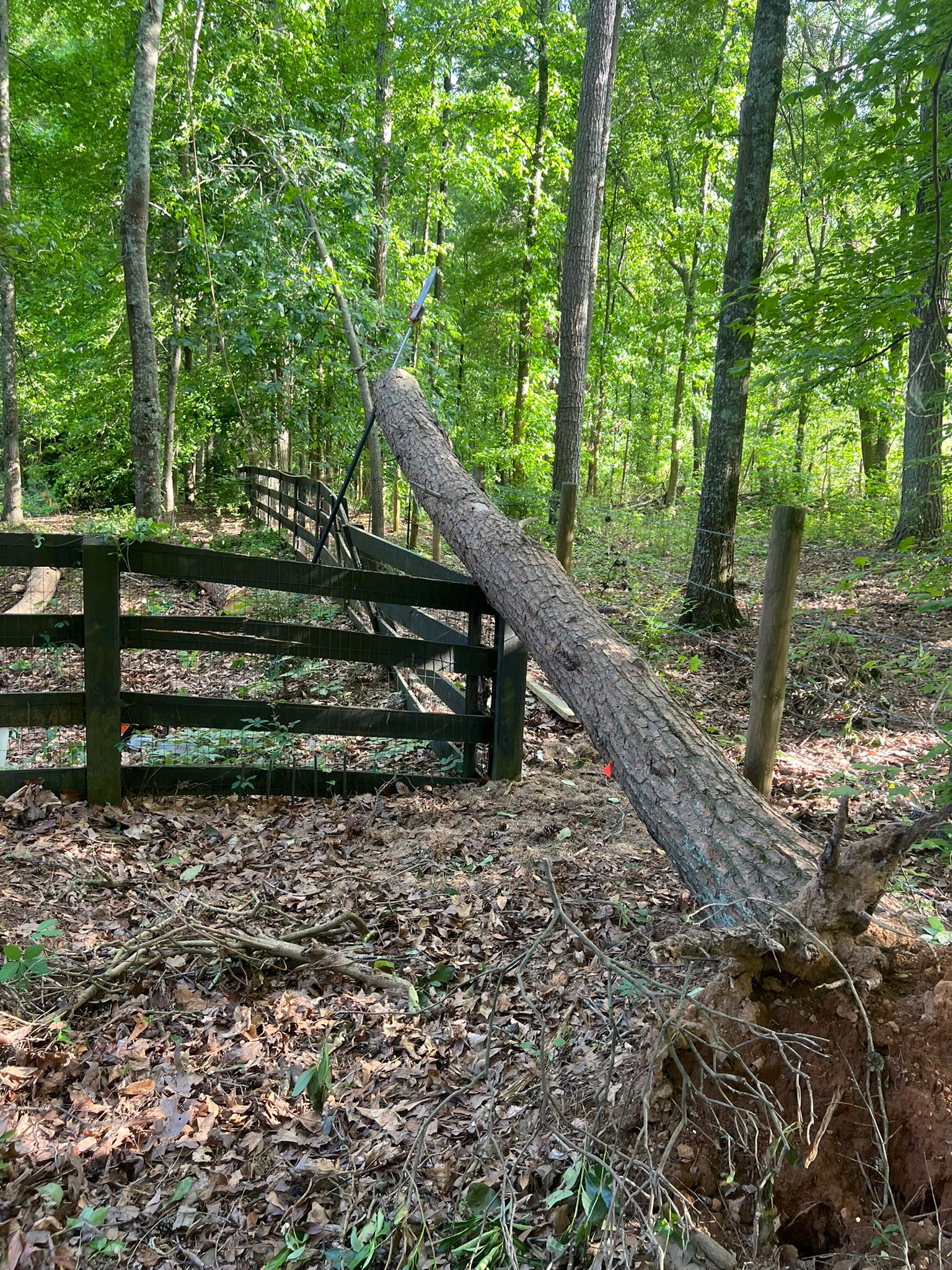 The Height of Tree Care.-2