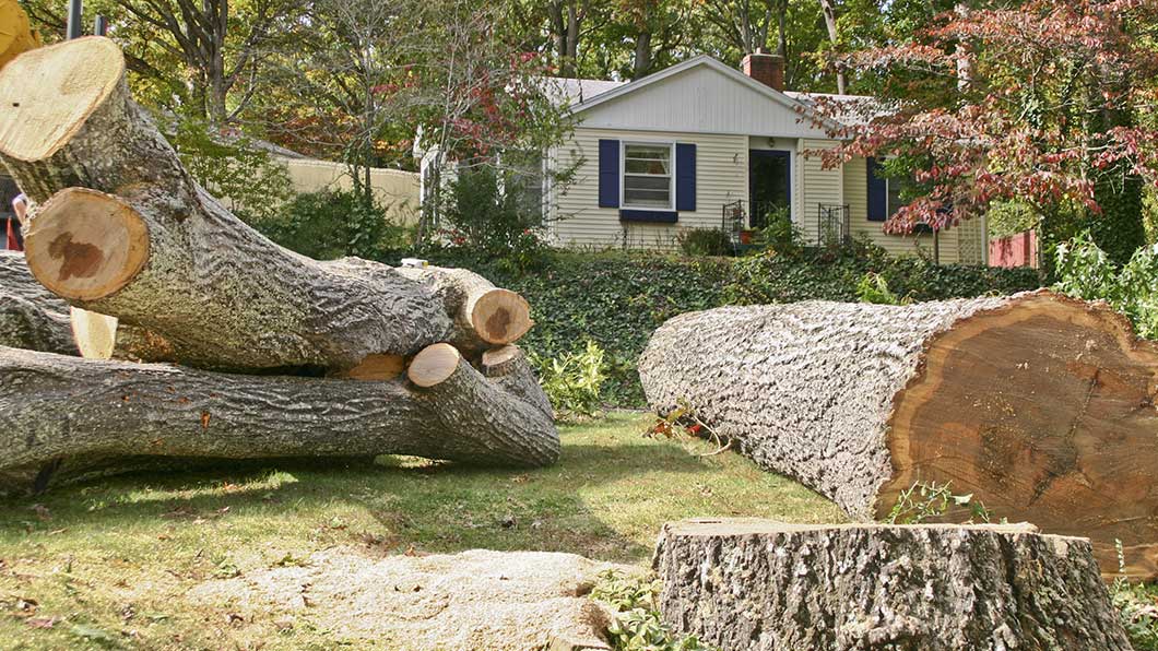 Tree Services background