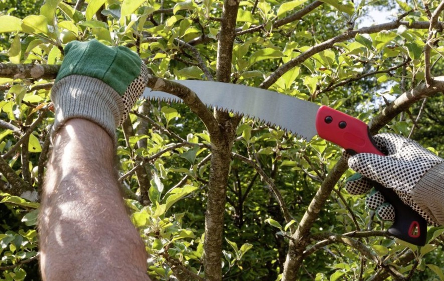Tree Pruning