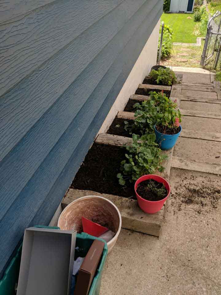 Plant And Shrub Maintenance Services background