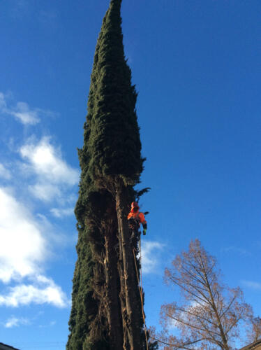Expert Tree Care Services in Modesto and Sonora, CA - image 4