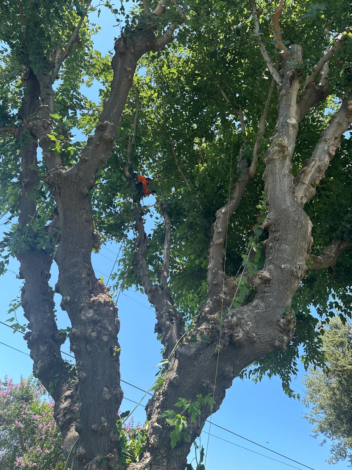Discovery Tree Care Inc work 2