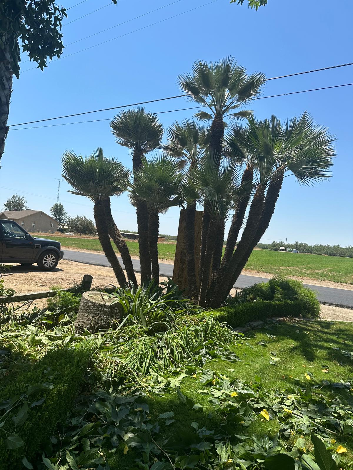 Discovery Tree Care Inc work 1