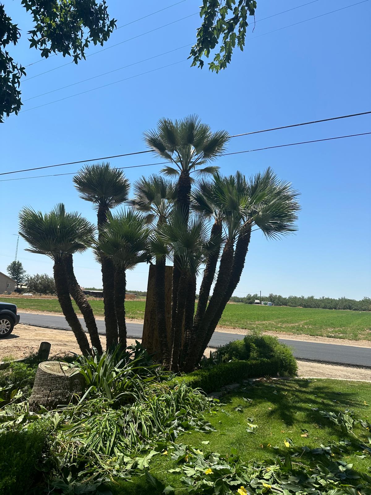 Expert Tree Care Services in Modesto and Sonora, CA - image 3