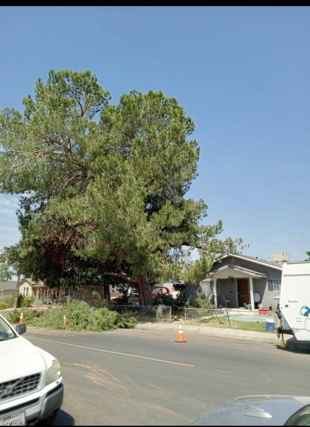 Discovery Tree Care Inc featured