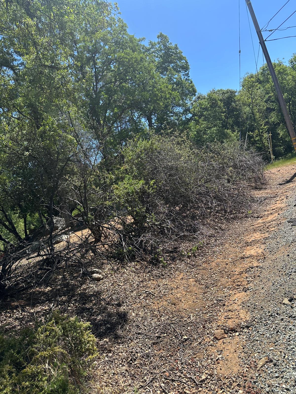 Expert Tree Care Services in Modesto and Sonora, CA - image 1