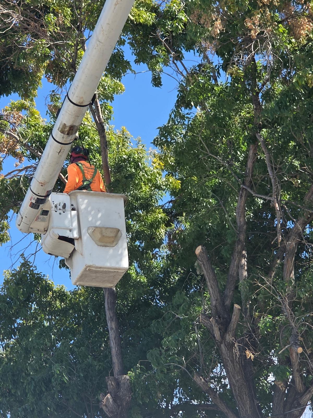 Discovery Tree Care Inc background