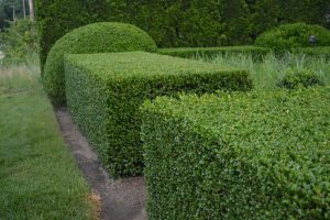 Bush trimming/Hedge Trimming