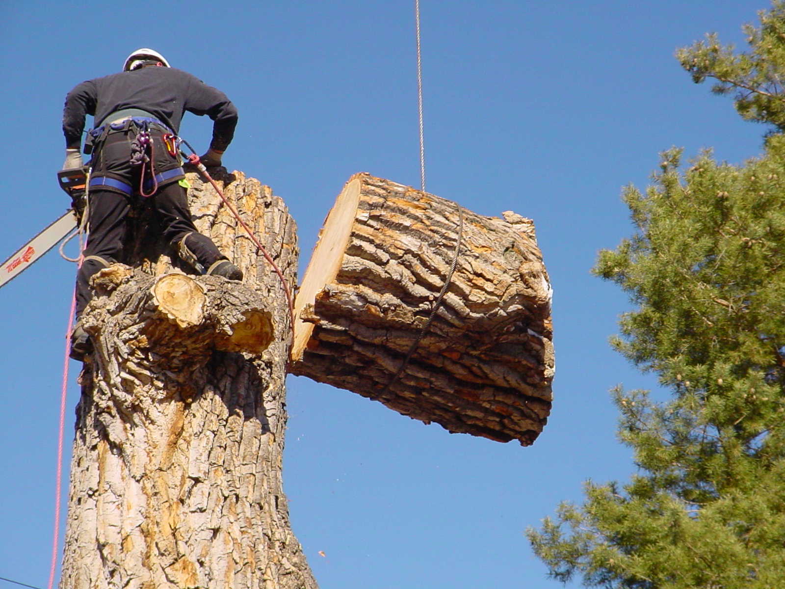 Tree removal