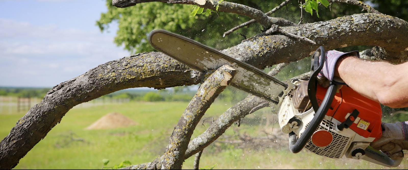 Tree services