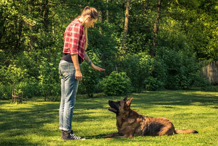 Dicas de Treino para o Seu Animal de Estimação