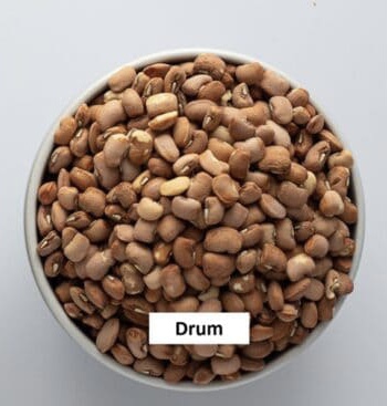 Congo of beans (Drum)
