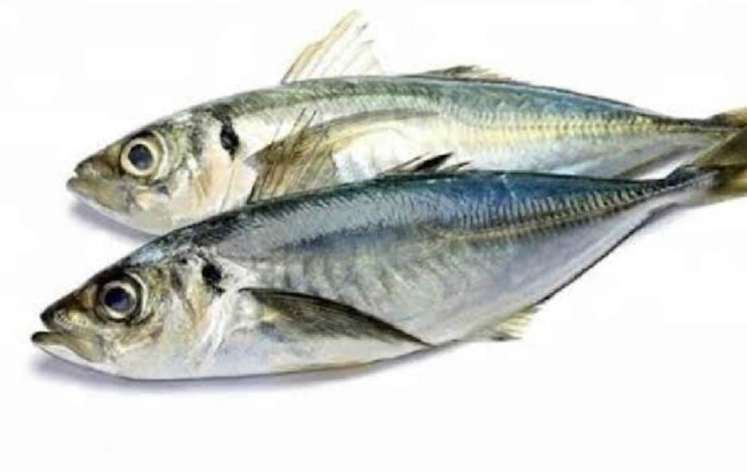 Kote Fish per one 