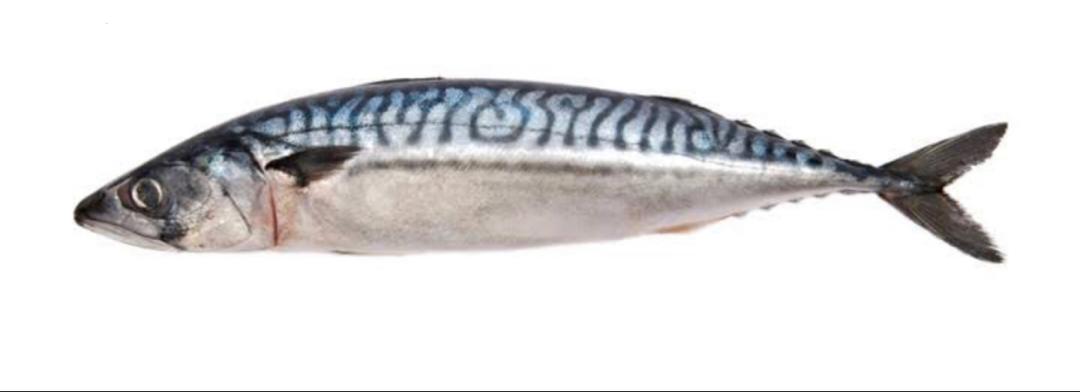 Alaran Fish per one 