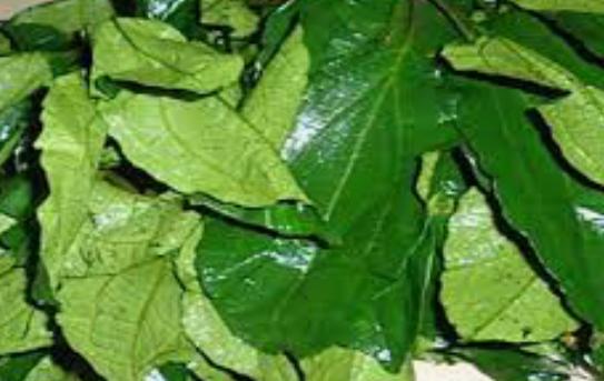 Ugu Vegetable per bunch 
