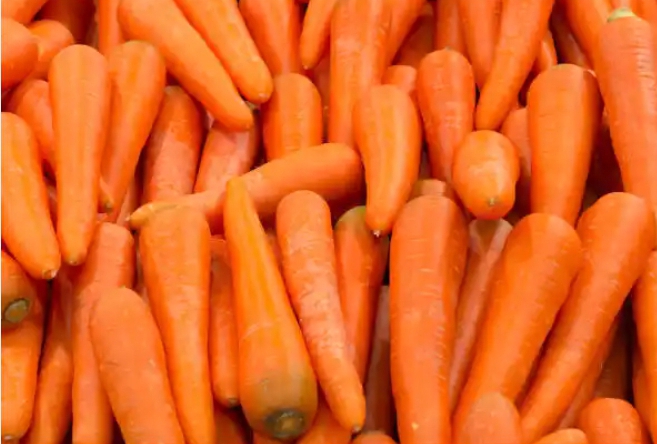 Carrot 