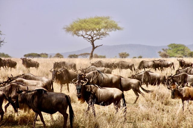  Serengeti 