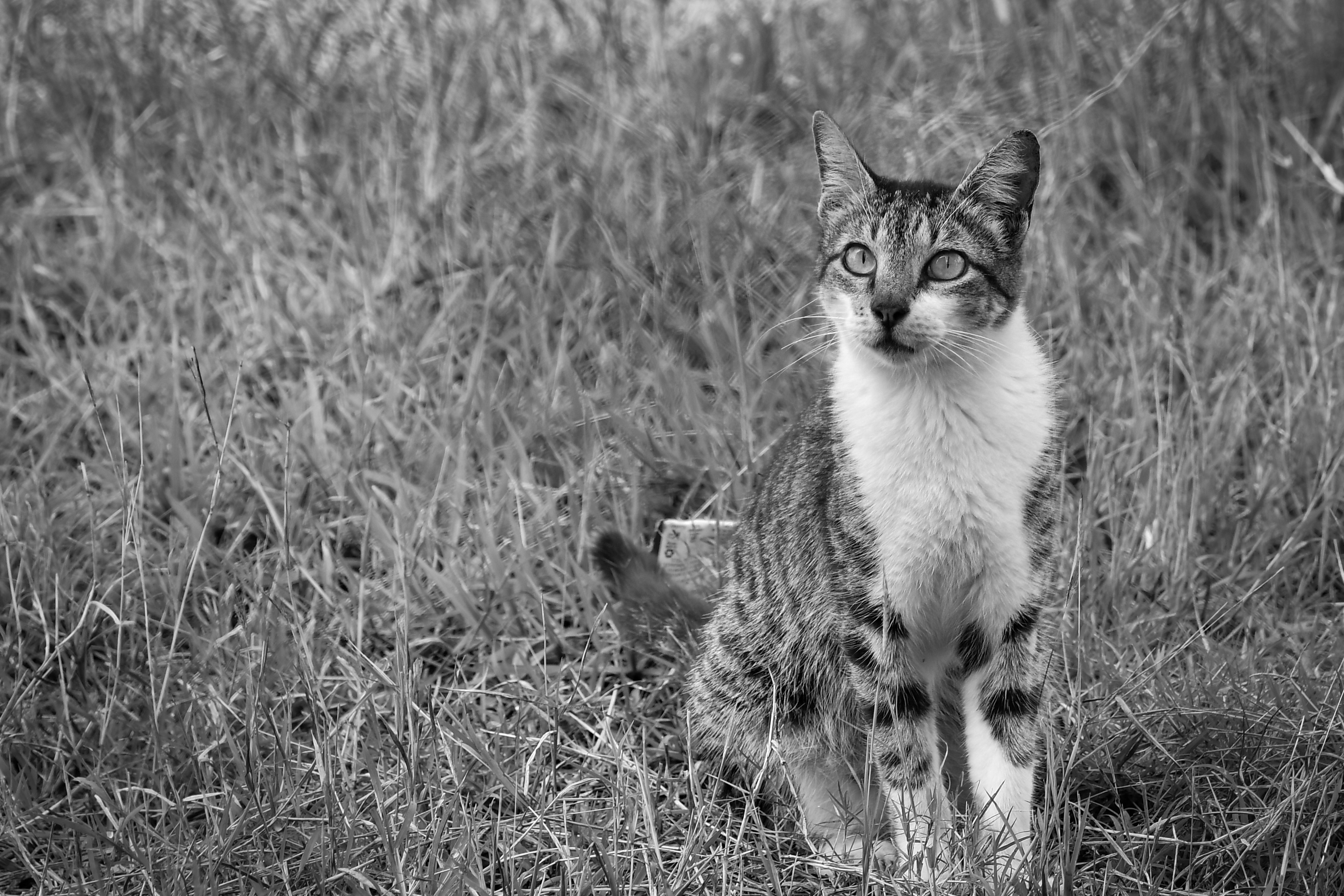 Lindoro's profile picture