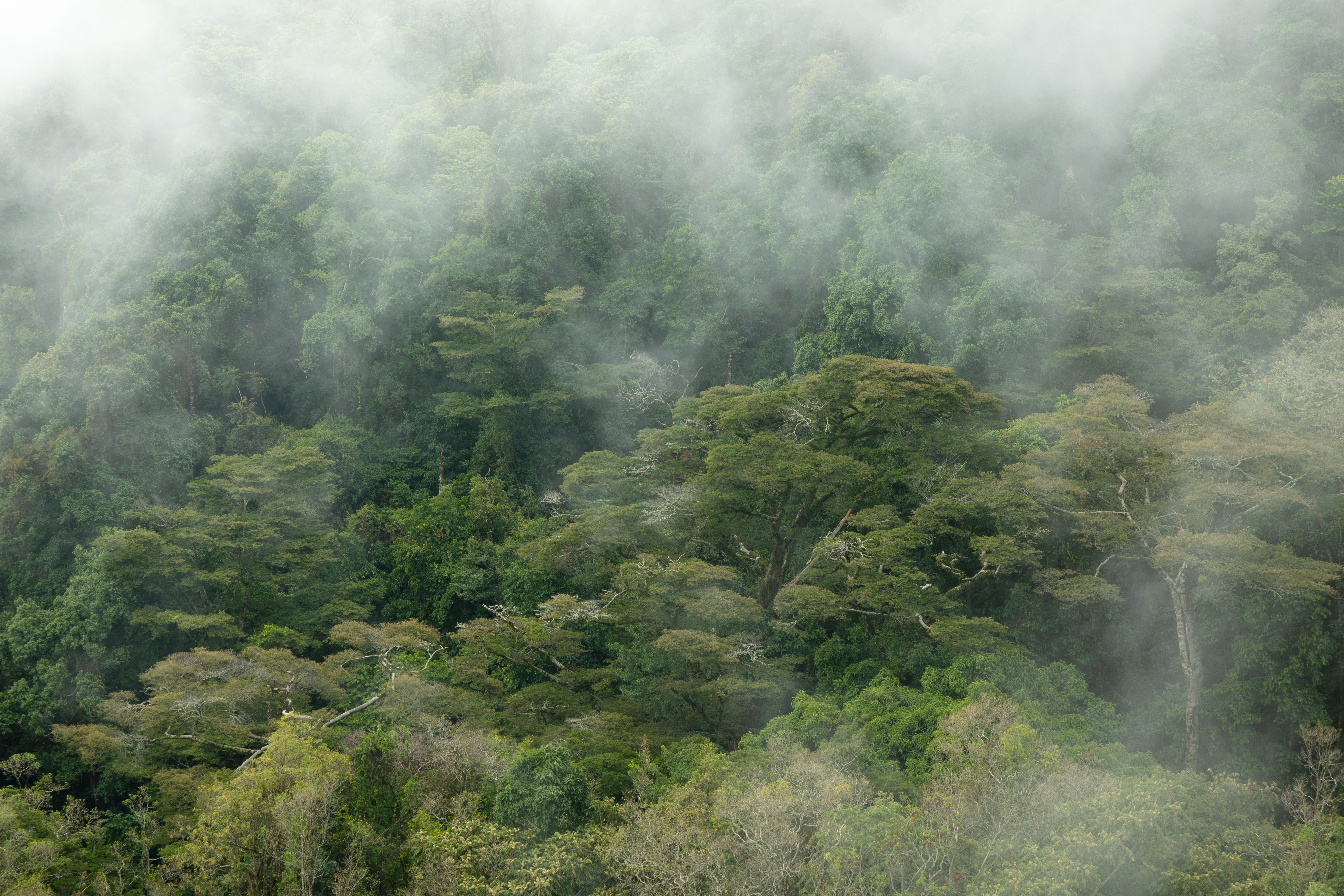 Tourba Smallholder Carbon Farming