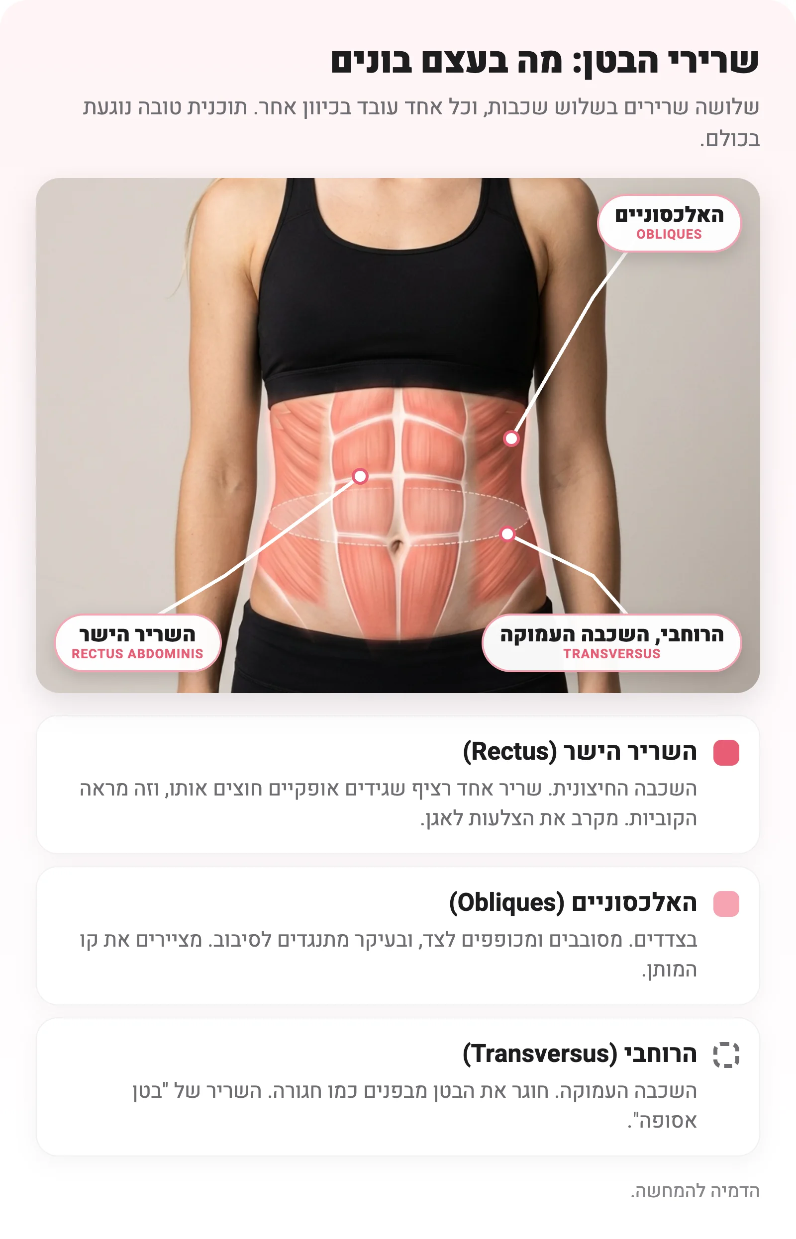 הדמיה של שרירי הבטן על גוף אישה: השריר הישר במרכז עם הגידים האופקיים, האלכסוניים בצדדים והרוחבי כחגורה מקווקוות בגובה הטבור