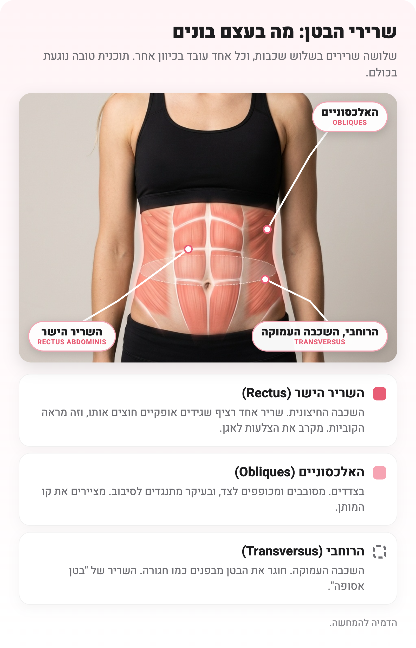 הדמיה של שרירי הבטן על גוף אישה: השריר הישר במרכז עם הגידים האופקיים, האלכסוניים בצדדים והרוחבי כחגורה מקווקוות בגובה הטבור