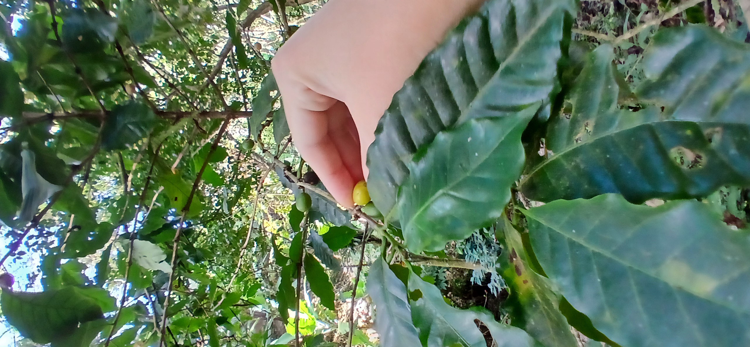 Visita guiada ao Sítio Águas Finas - Guaramiranga-CE
Produção de cafés orgânicos especiais, em altitude (850m) e sombreamento. 🌱
Parte 2: trilha, provando a fruta do café, estufa de mudas, broto