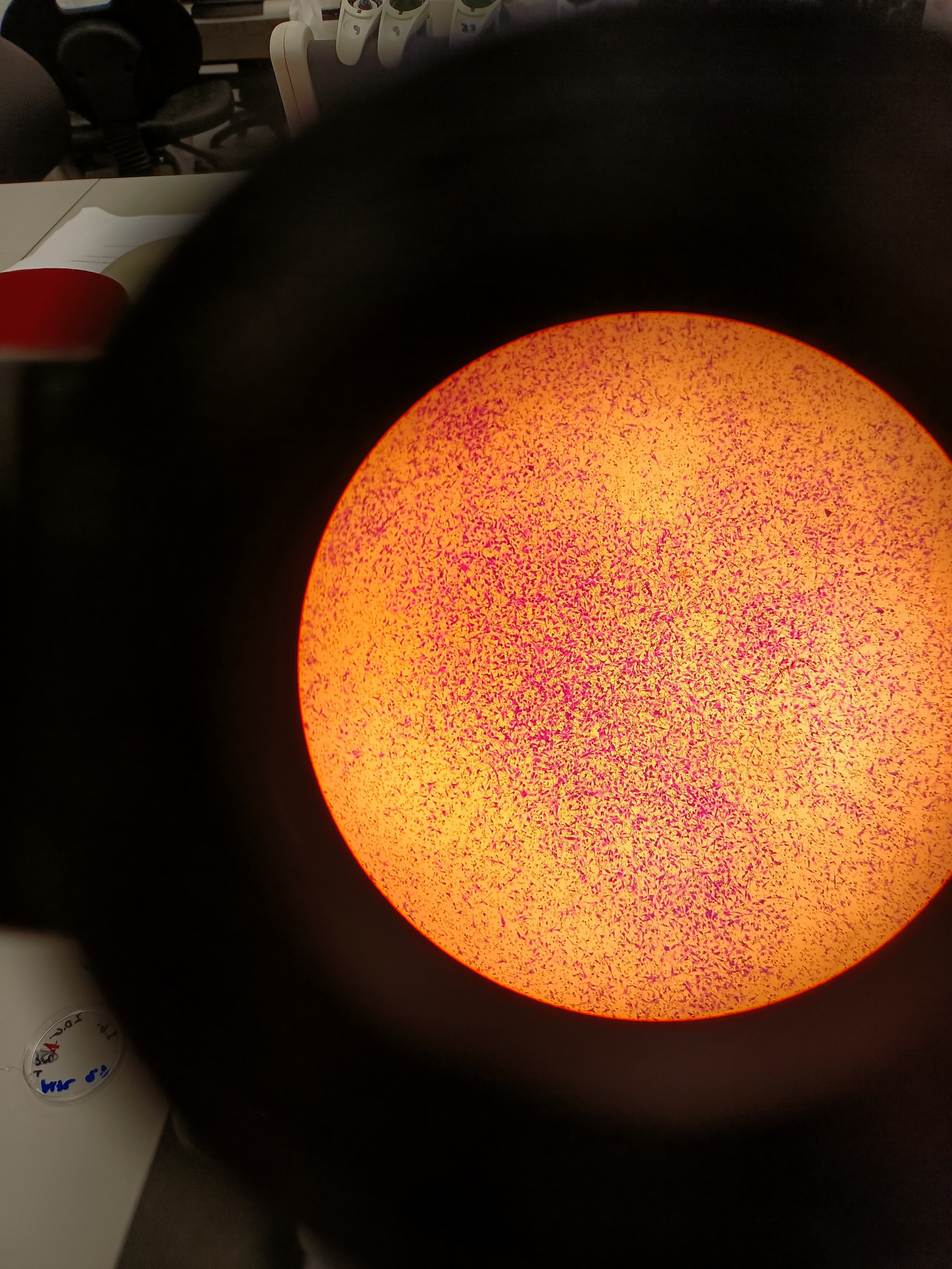 Coffee photo review barista cafe specialty coffee