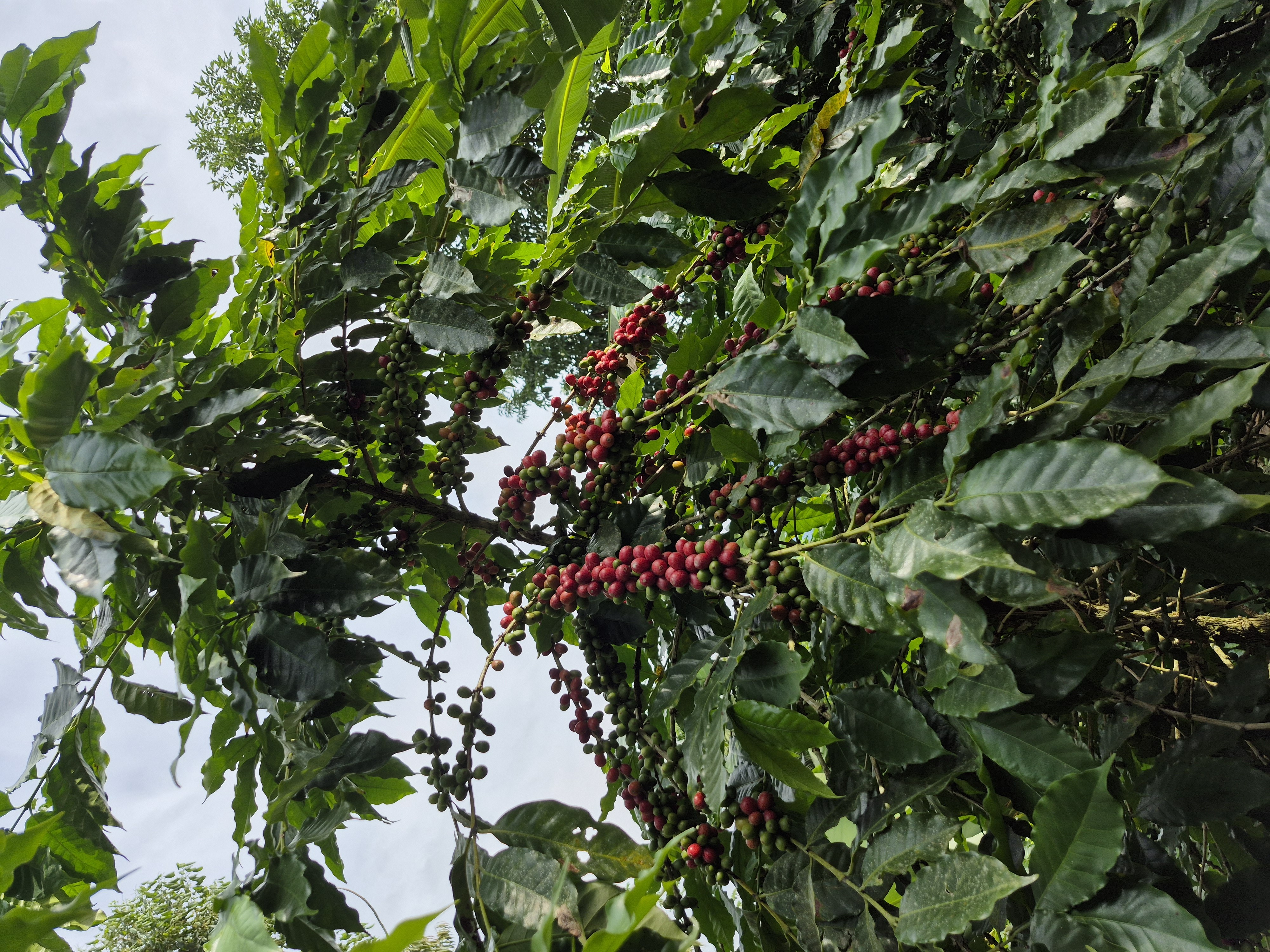 Diretamente da fazenda. Café Leopoldo - Rodeio/SC.