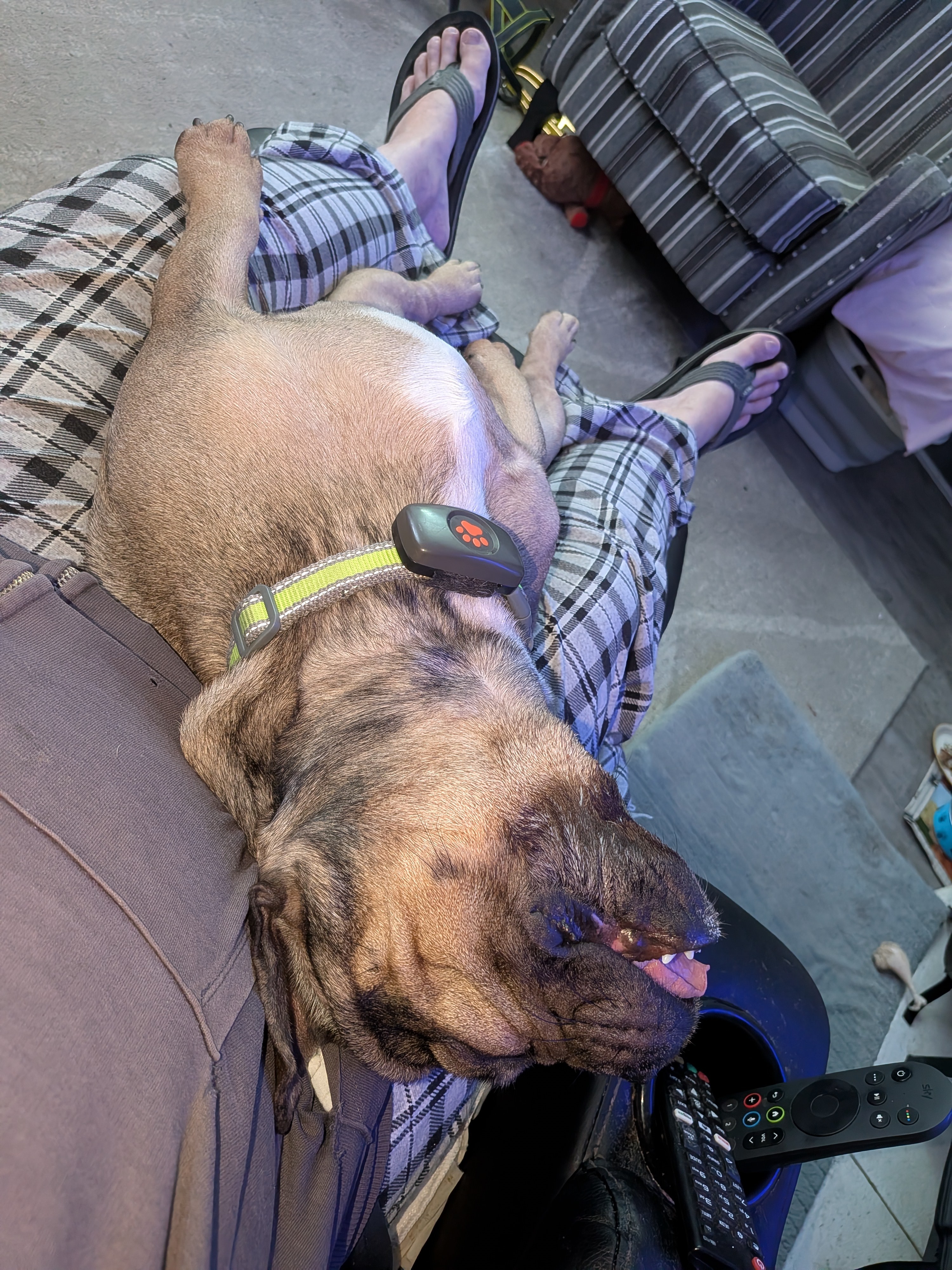 Le bouledogue français, Papi dort pendant que Papa boit un expresso. ☕ ☕