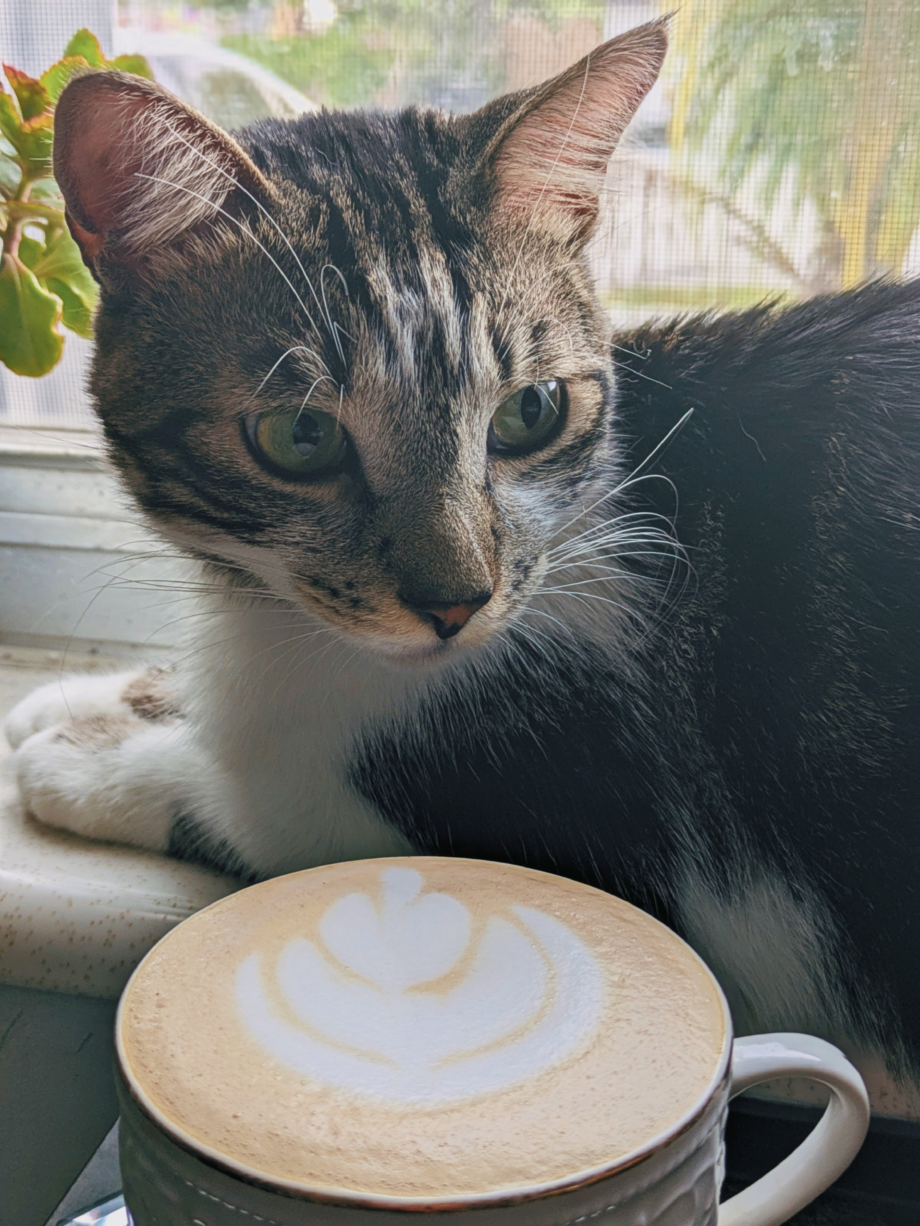 Mí gato es muy fotogénico. Debería gustarle el café desde pequeño lo esta oliendo jejeje.😅