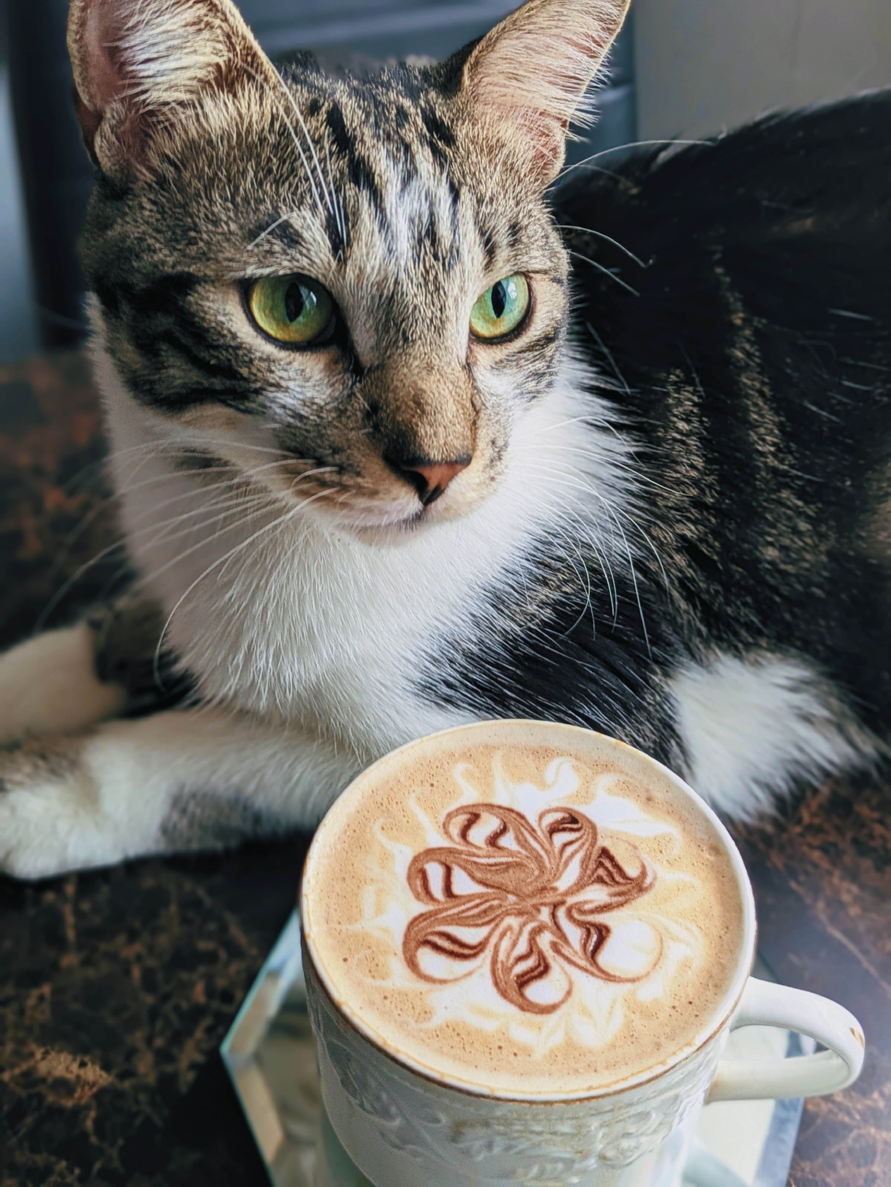 Mí gato esta listo para el café 😃