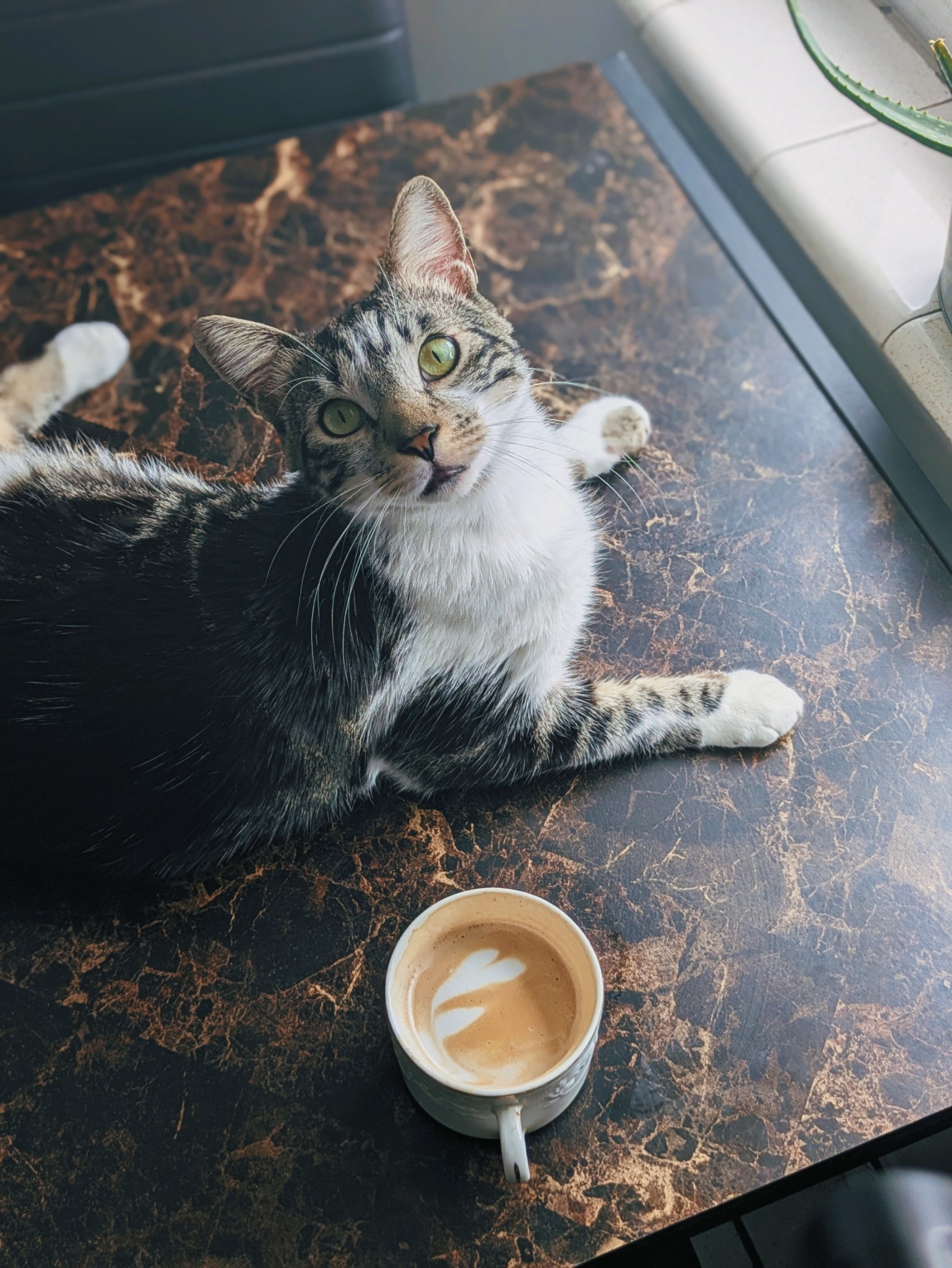 No salió el dibujo 🫣 Mí gato es un modelo🥰