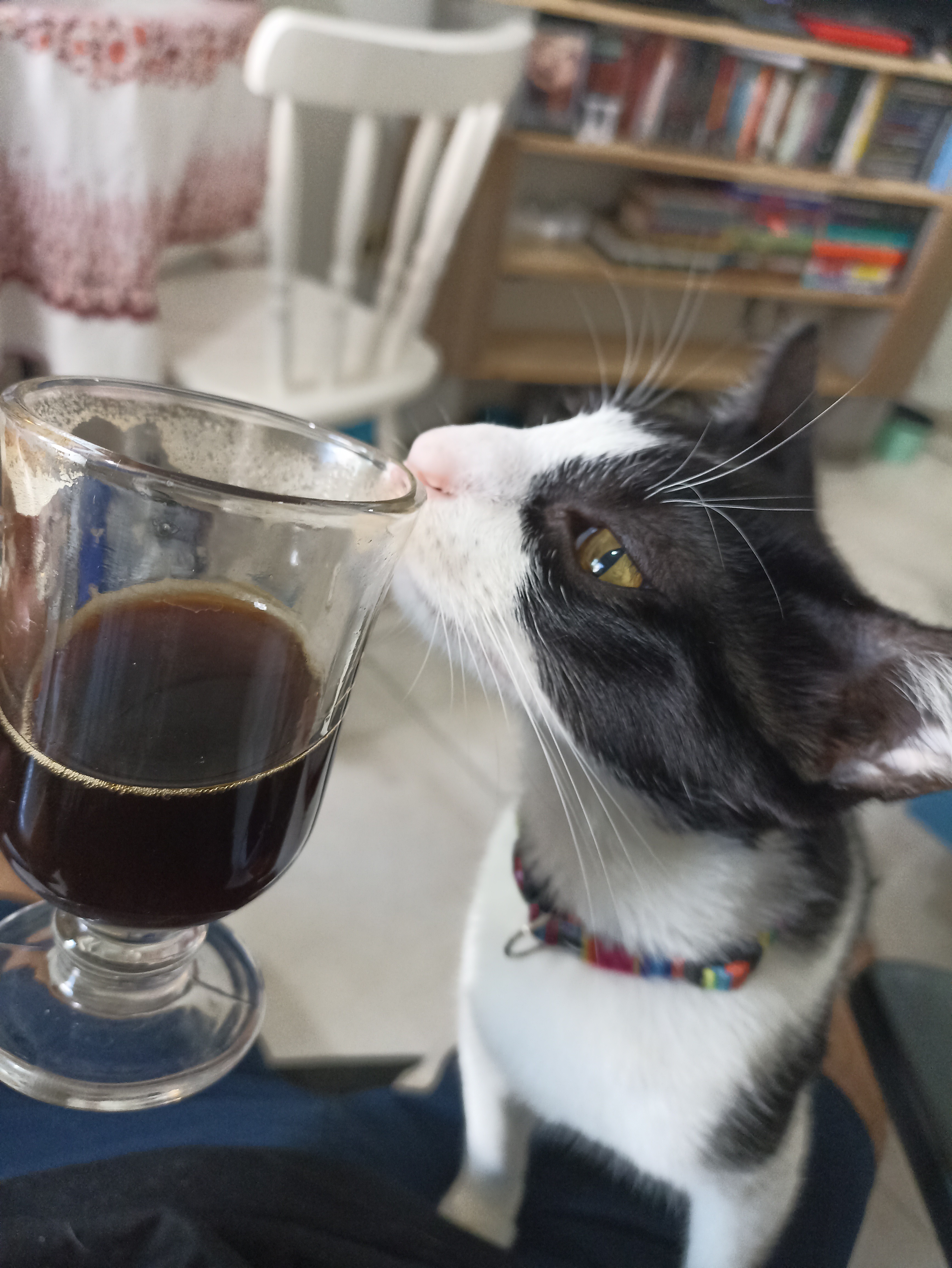 Nem os gatinhos resistem a um bom café.