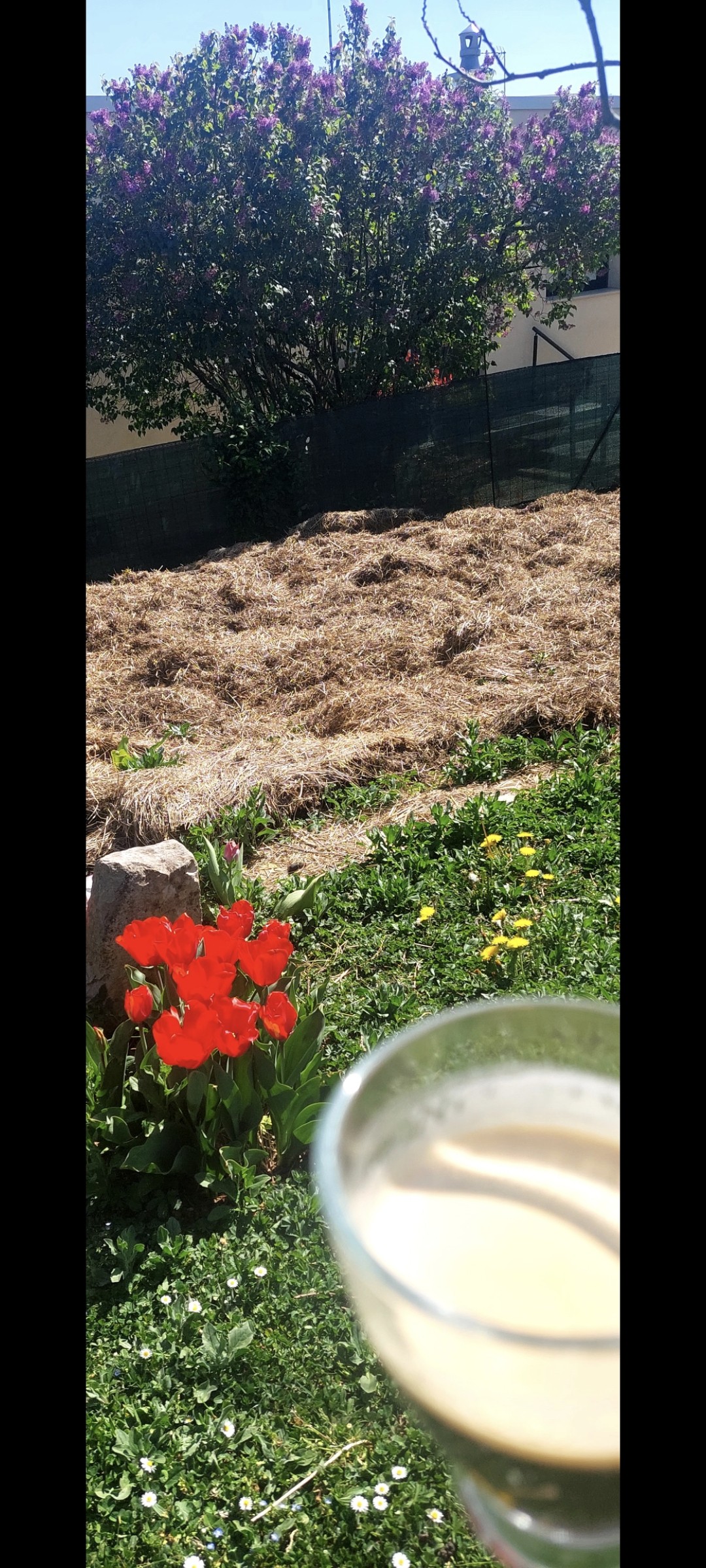 Café l'Or Absolu en grains 

Tulipes et pissenlits ;- )))