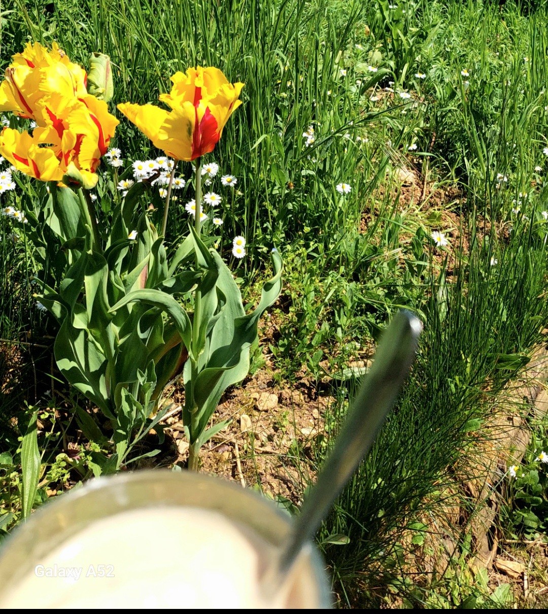Coffee Place en grains 
Expresso Affogato et les Tulipes en ce 1er mai 2025