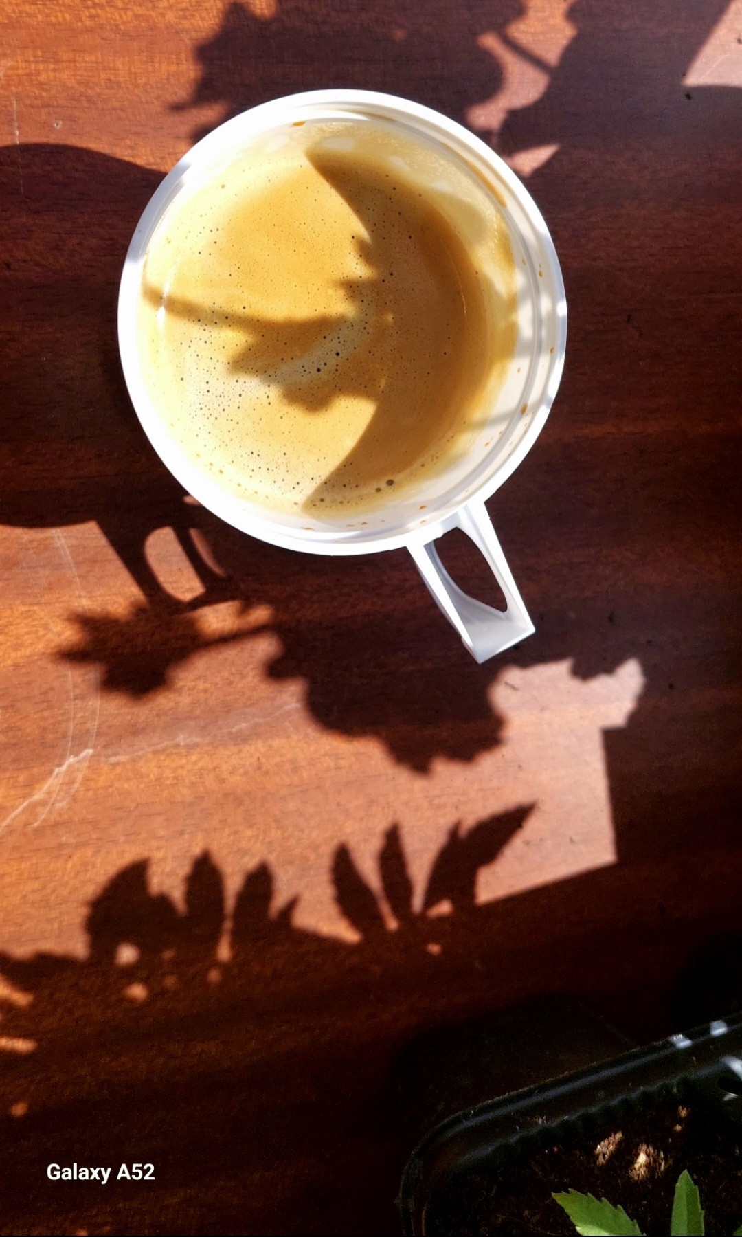 Café dosette,  origine et marque inconnue 

Petite foire aux plante de quartier bien sympa ce matin