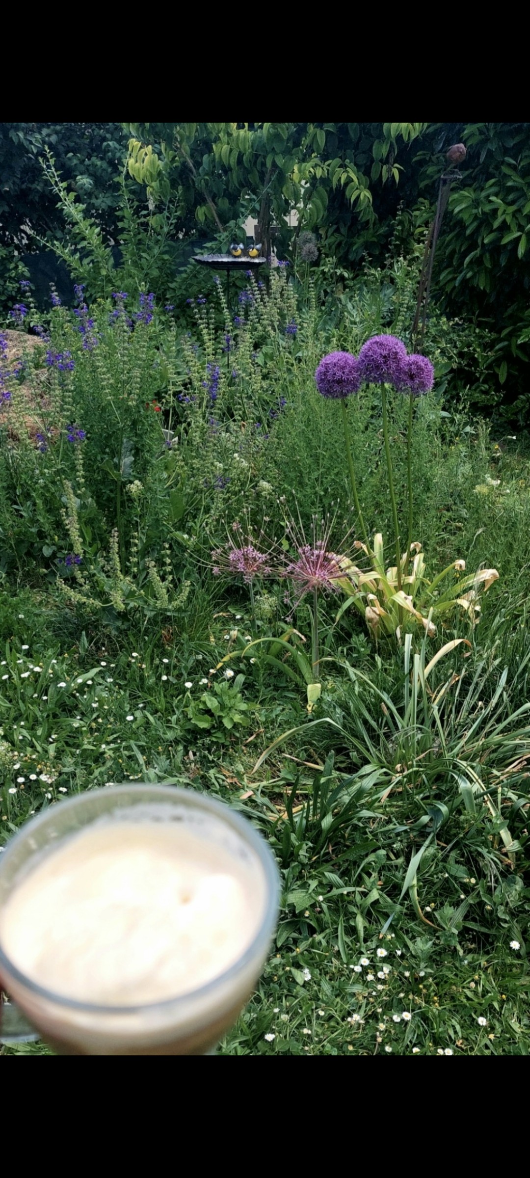 Café Bellarom Brésil en grains 

Affogato  et lait condensé sucré
Dans mon jardin en ce début de printemps 