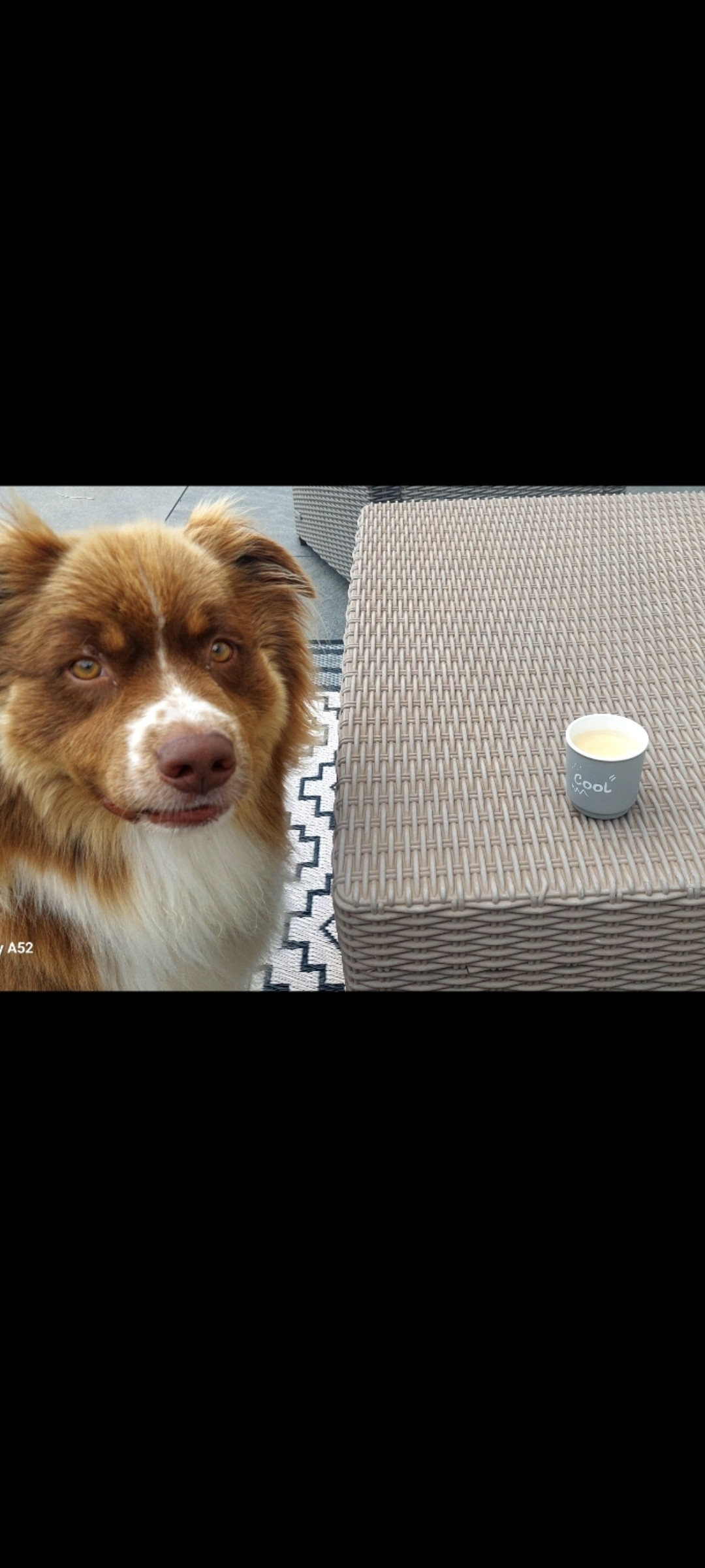 Carte Noire grains classiques

Double expresso avec Tiboo le chien ;-)