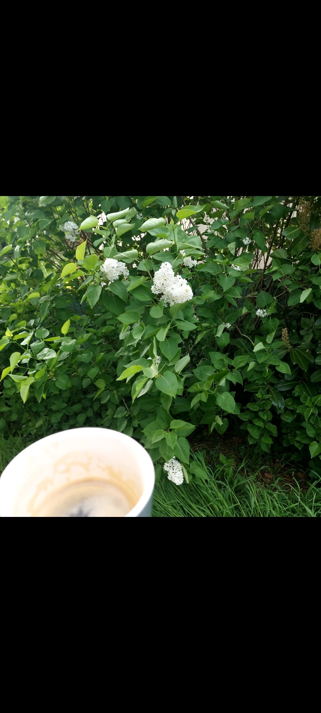 Café Moka Djimmah en grains 

Café Long et les lilas parfumés du jardin 
