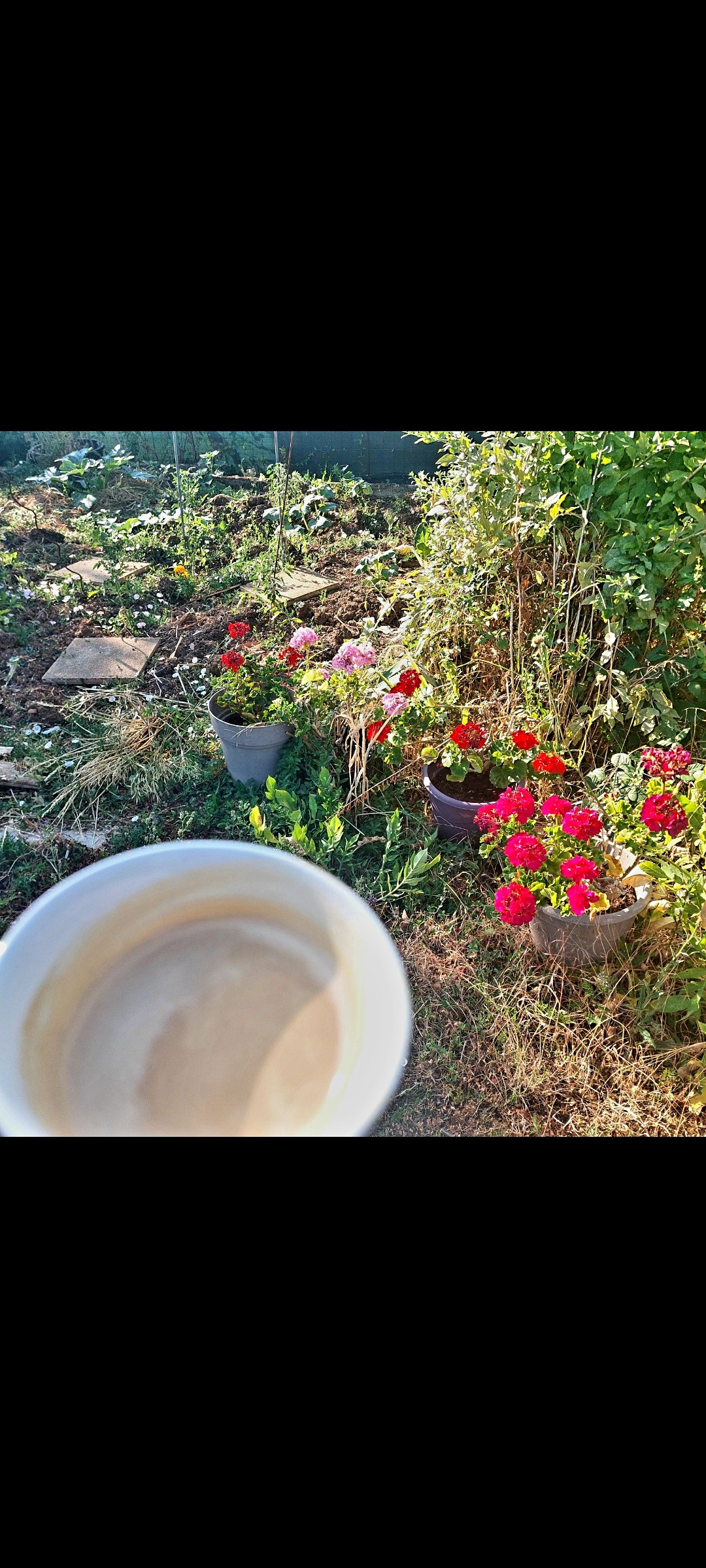 Café long 
Au jardin ce matin avant de partir au travail 