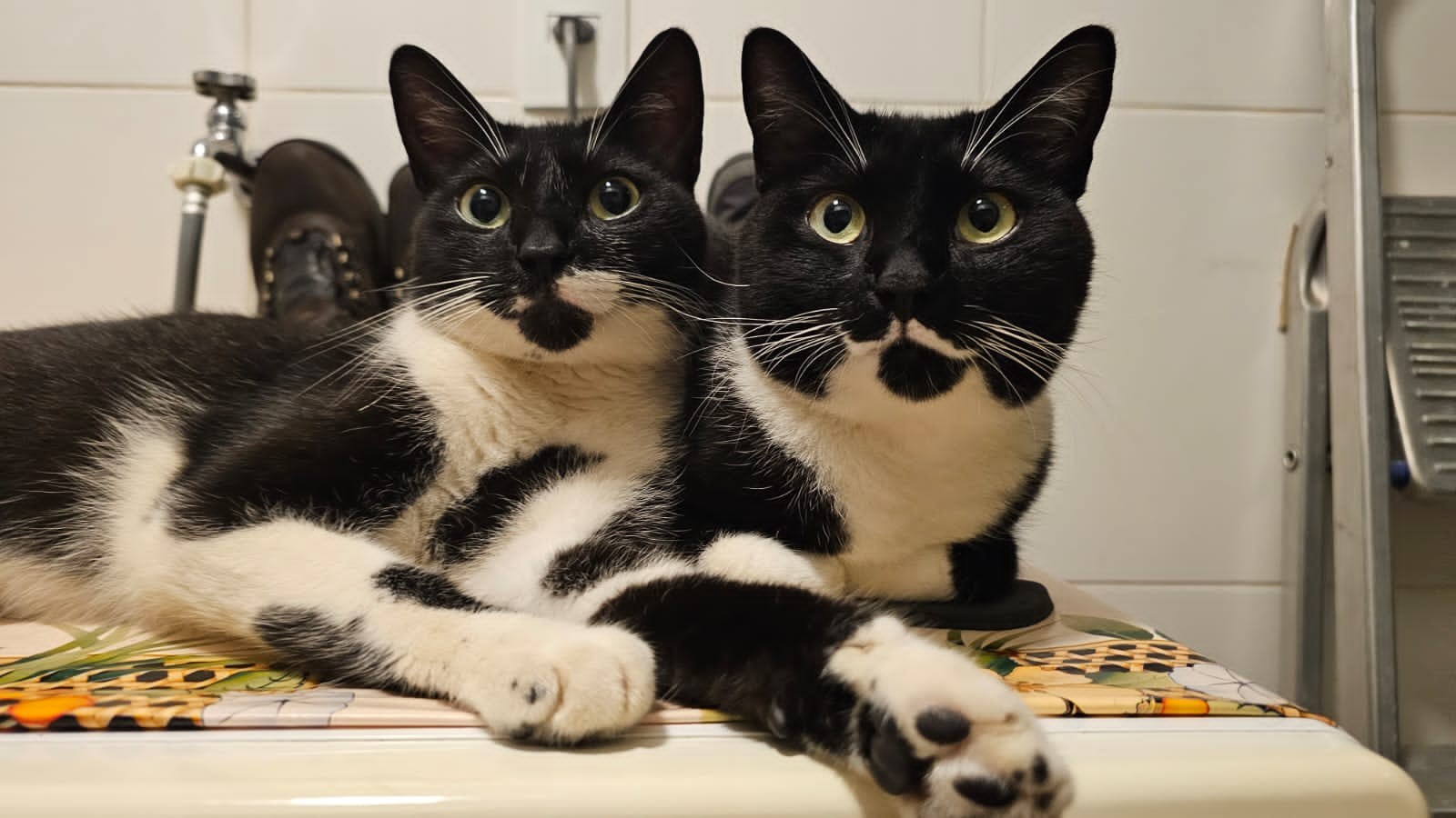 these are my cats, Alice and Felipe, say hi!! they're so energetic all the time they must drink my coffee when I'm not looking