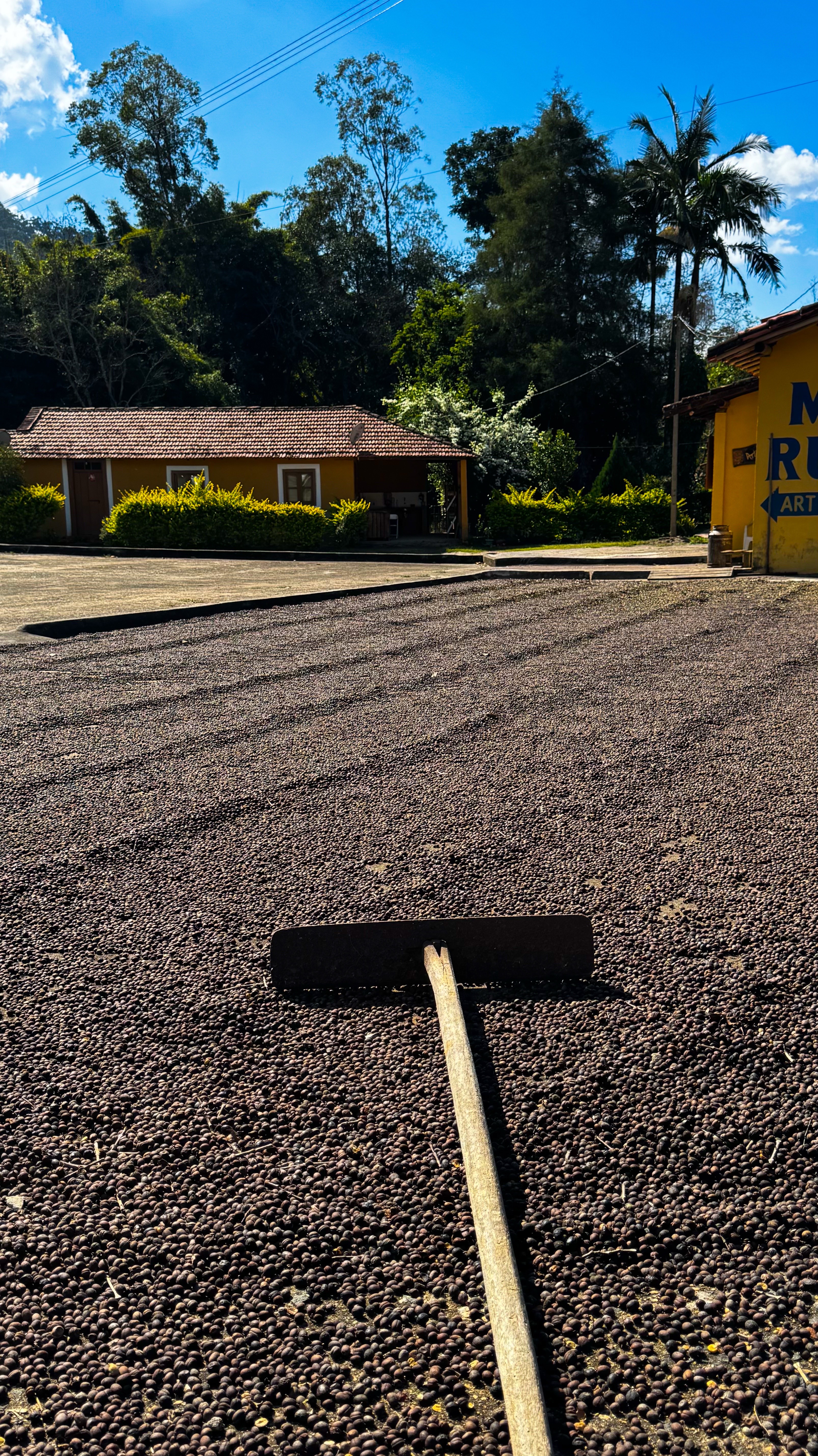 café secando ao sol