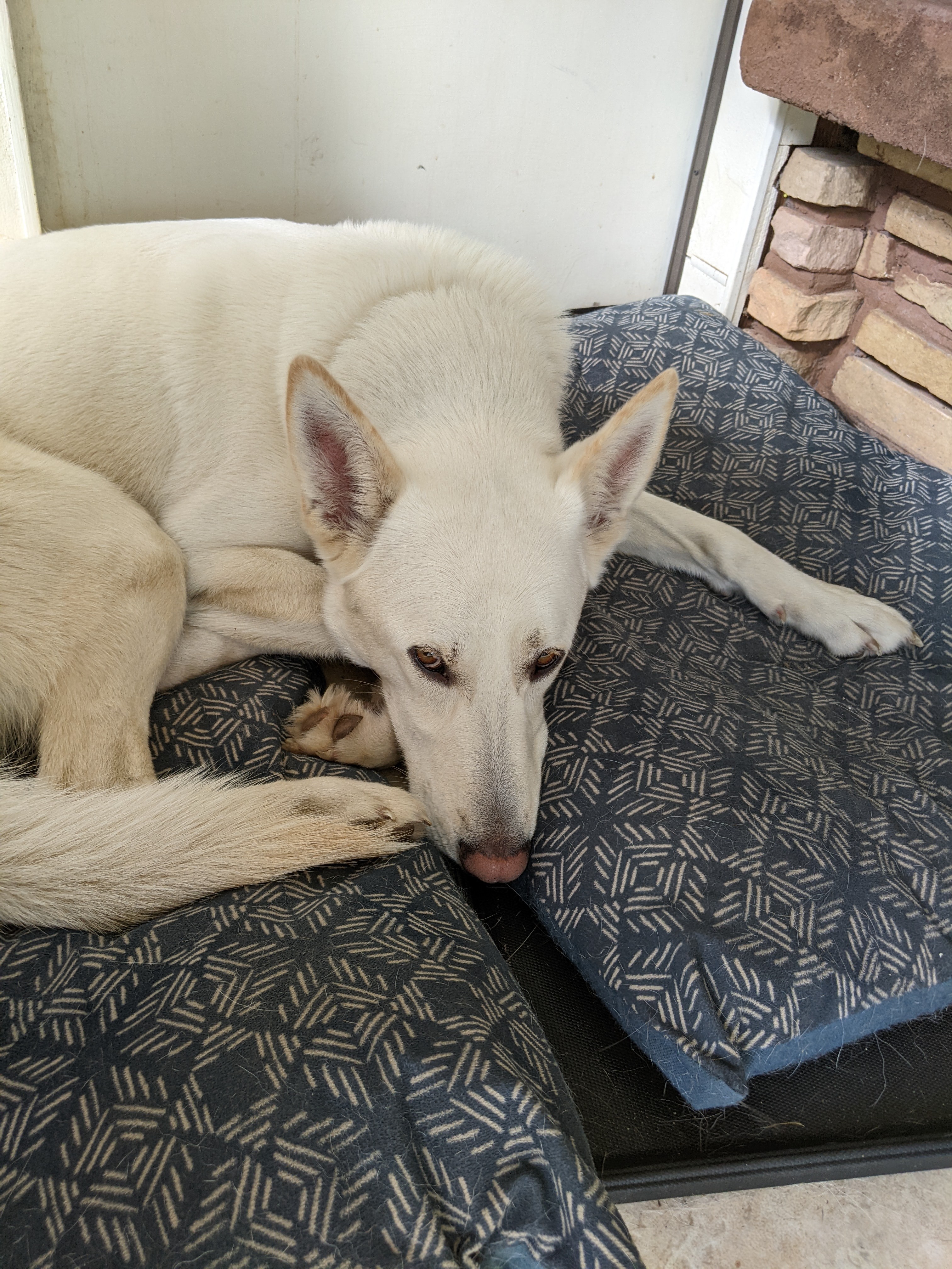 Borris. Siberian Husky and German Shepard mix. 1 of 4 in the fur family. This App still won't let me pick my coffee that I added awhile back. The search says there's 1 coffee matching criteria, but won't ever display it. Peruvian by The Sugar Dragon, for my first cup :).