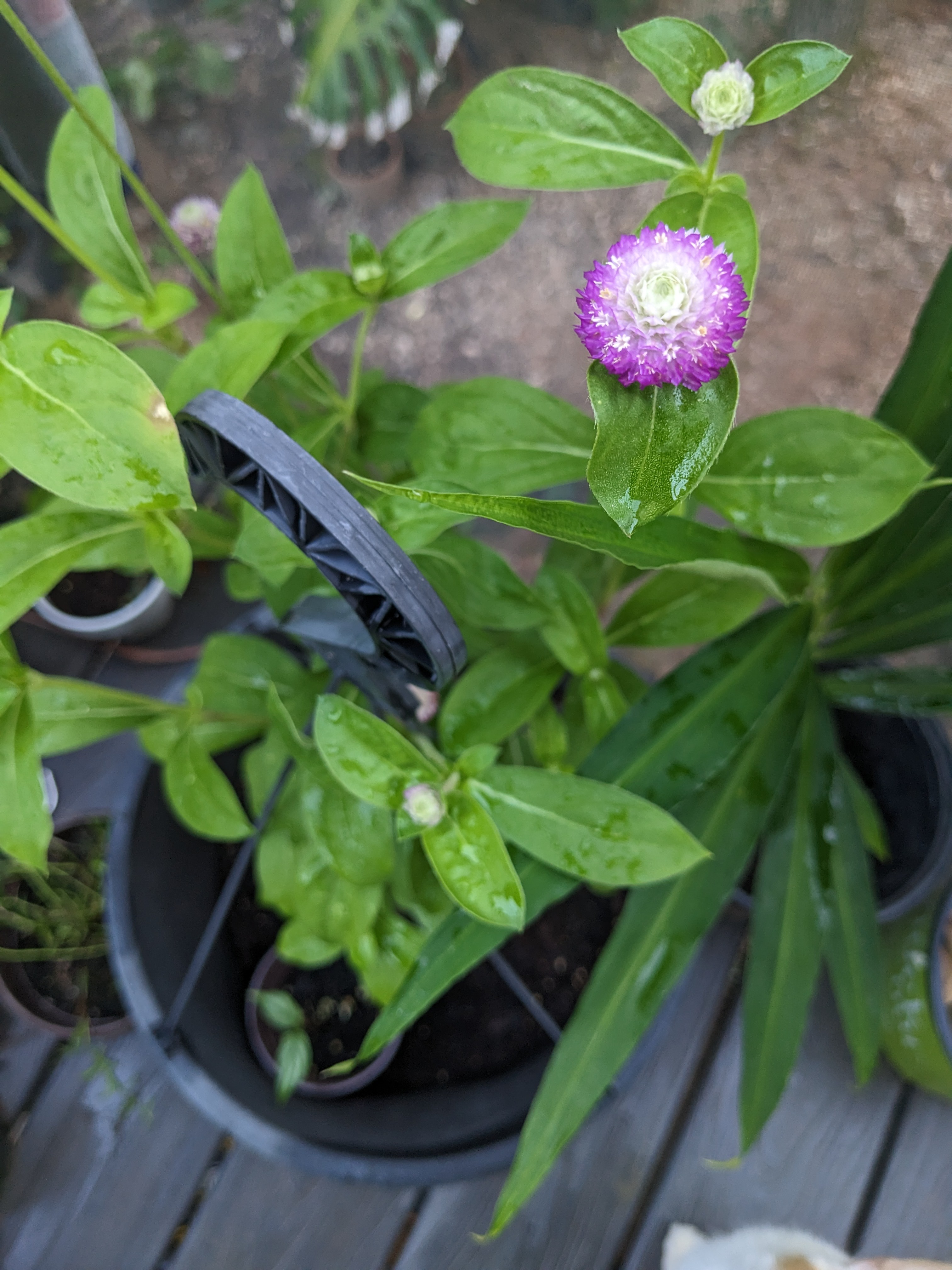 I use the grounds in our compost as a boost for our garden and growing things! These atomic purple blooms have loved coffee grounds dressing the top of their soil this summer
