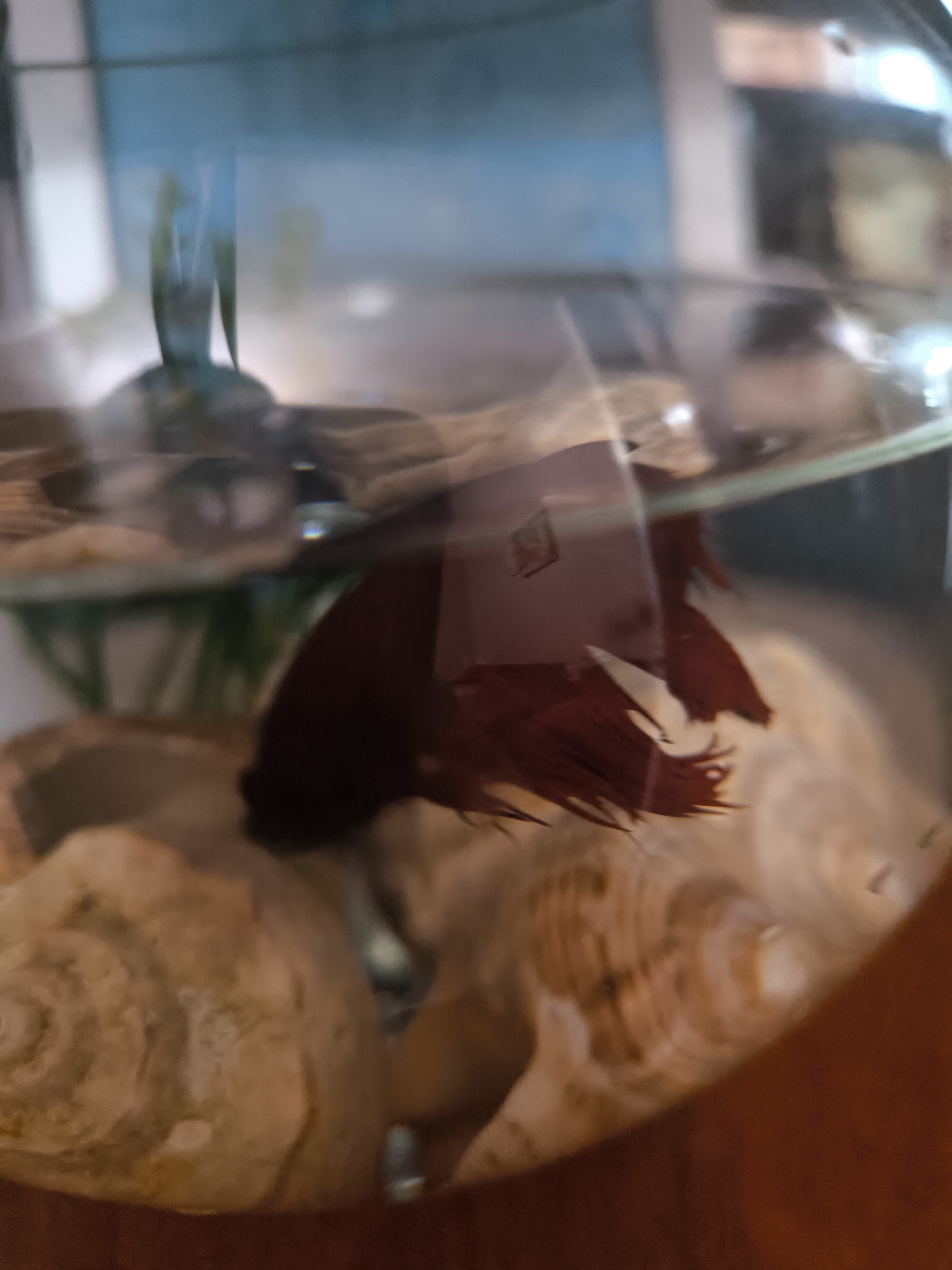 Espresso. And a fish. A new Nescafe dolce gusto machine from a yard sale