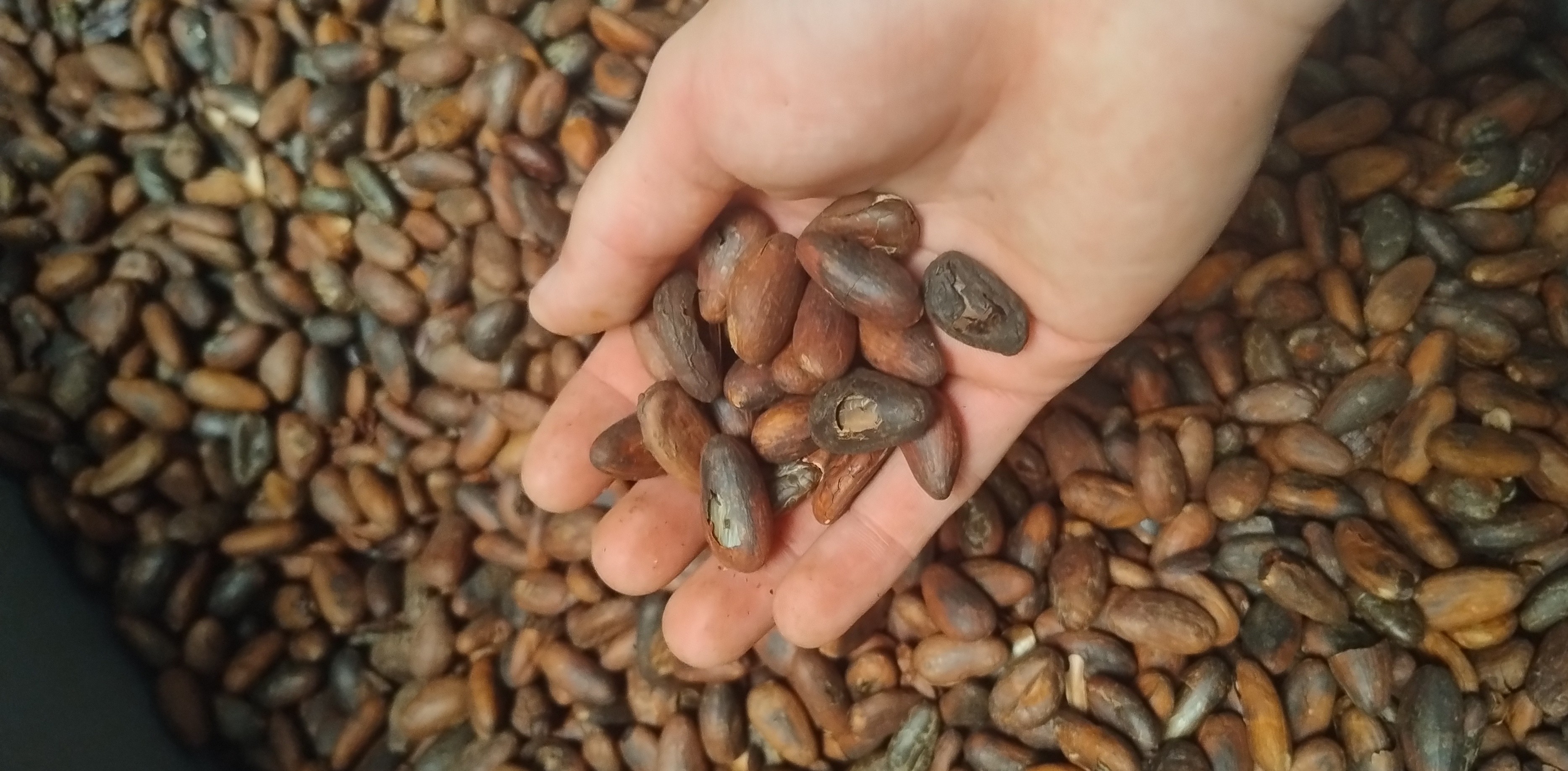 Coffee Lover