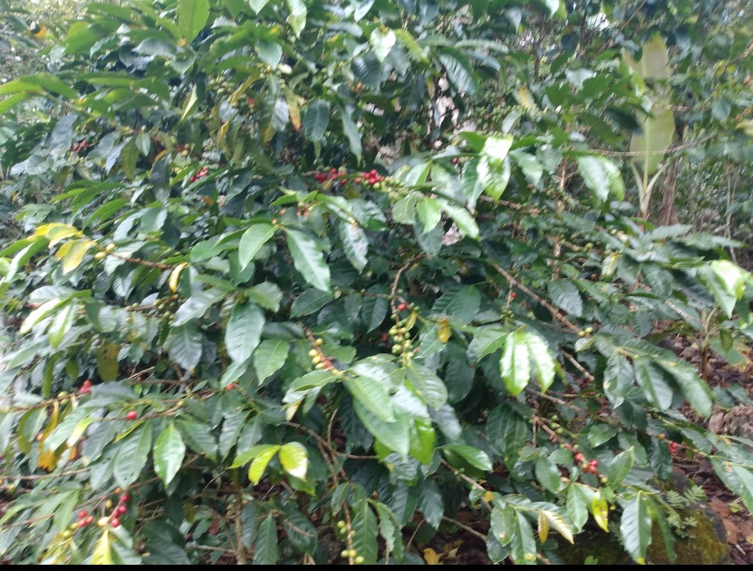 El origen de cada taza de café se encuentra en la belleza de la naturaleza.