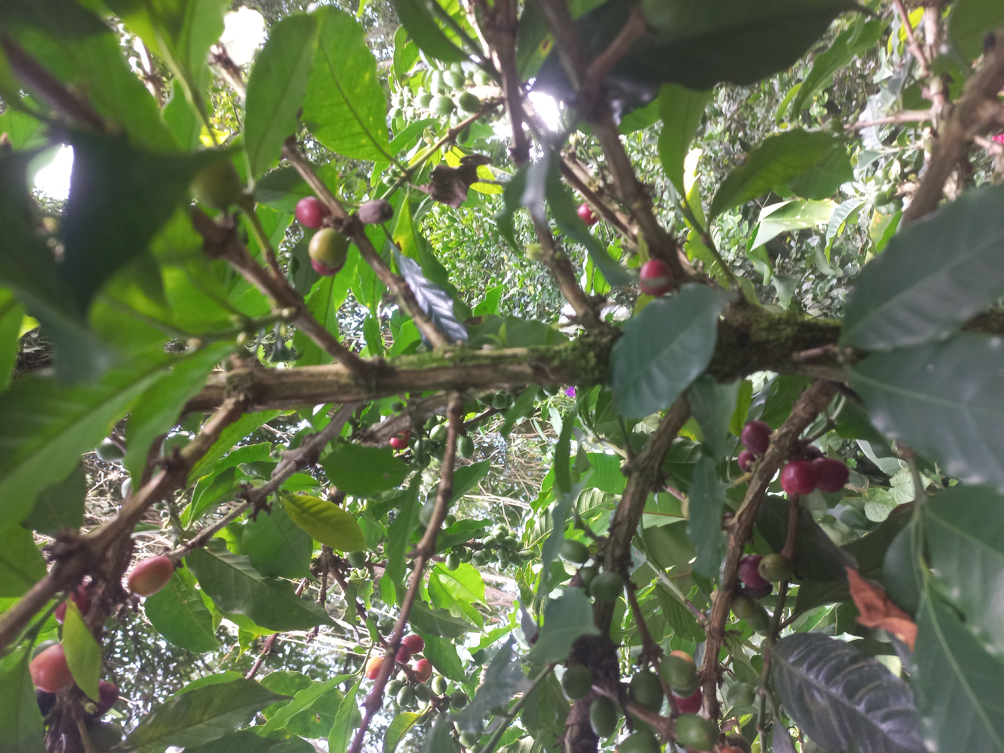 arabica, Colombia 1500 msnm